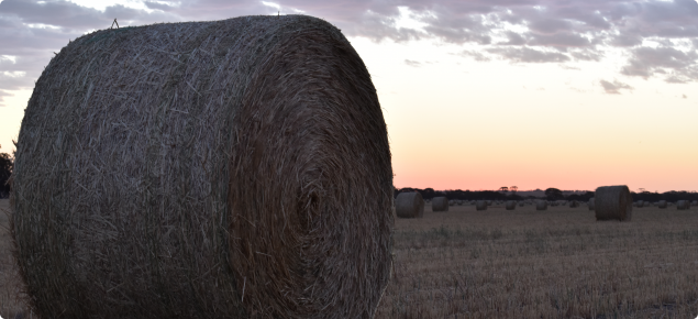 Frosted wheat cut for hay