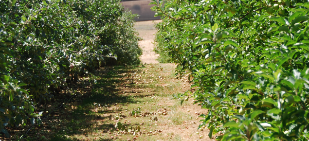 Drip irrigated apples with low between row sod culture