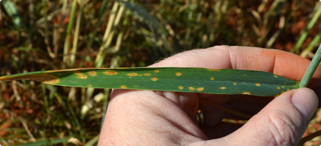 Yellow spot symptoms on a wheat flag leaf 