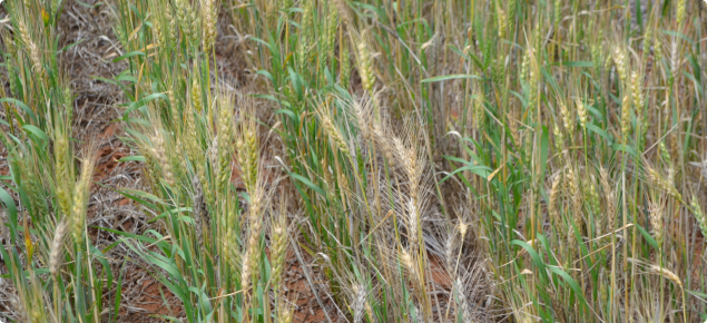 Crown rot in wheat appears as scattered white heads