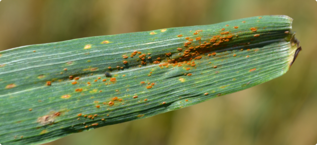 Orange leaf rust pustules infecting a wheat leaf