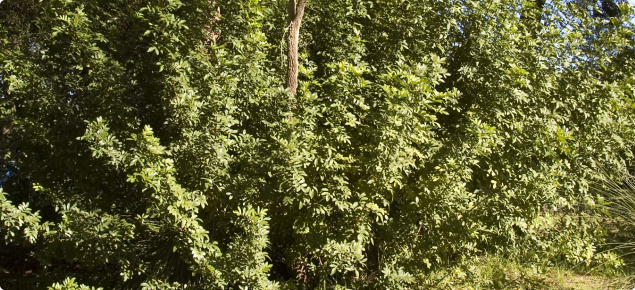 Broad-leaf pepper growing in bushland