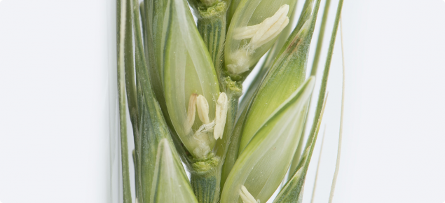 Frost affected anthers are white and distorted banana shaped) turning a dull brown colour