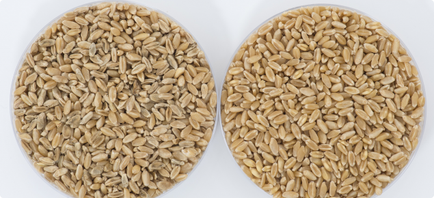 Frost event ocurring at grain filling Z75-85. Frost affected grain is light, shrivelled and distorted. Healthy grain on the right.