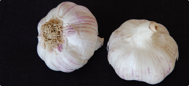 Garlic bulbs