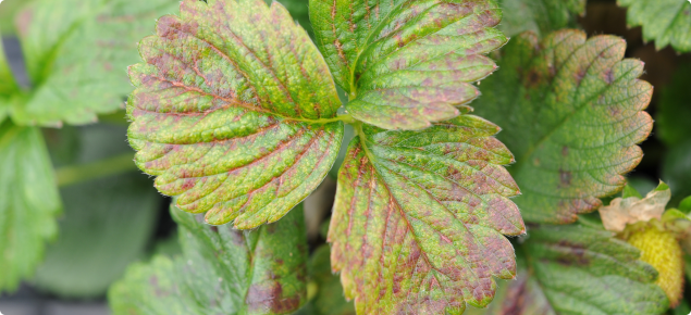Russetting of foliage can be a symptom of mite infestation