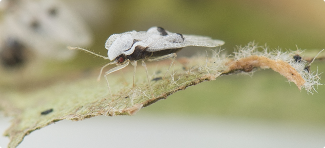 Sycamore lace bug