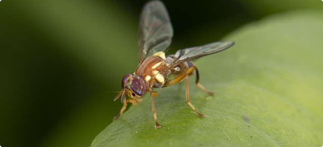 Queensland fruit fly - Bactrocera tryoni