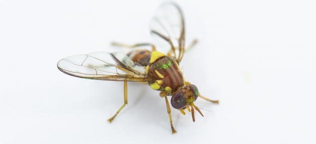 Sterile Queensland fruit fly (Qfly) with distinctive green dye