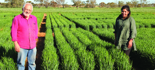 Research dealing with difficult soil @ Merredin