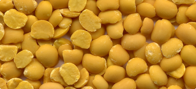 Close-up photograph of a lupin kernels. Lupin seeds have been de-hulled and split so the dried, yellow cotyledons of many seeds are shown.