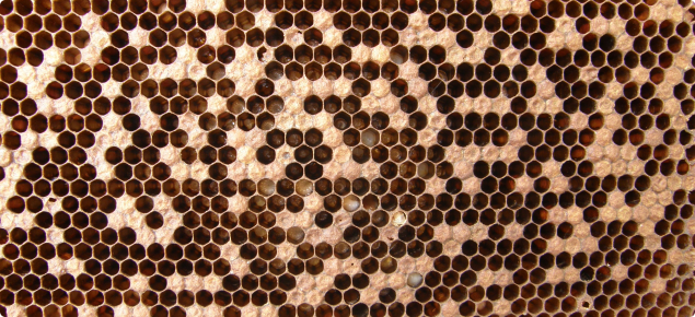 AFB diseased brood is characterised by cells that have been partially uncapped and with sunken caps.