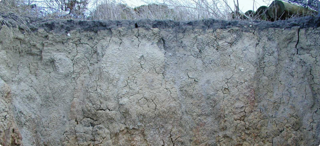 Photograph of a dispersive soil profile in a pit showing the mottled zone below the dense grey clay top layer.