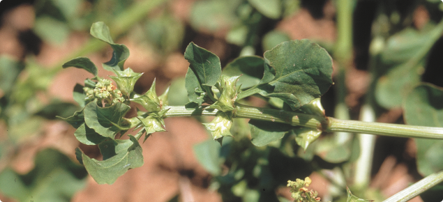 Close up view of doublegee thorns and leaves.