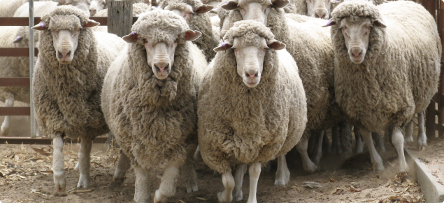 Sheep exiting stockyards