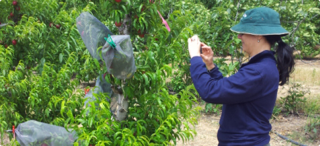 Department of Agriculture and Food senior research officer Sonya Broughton 