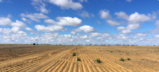 Photograph of a canola crop with patchy germination in a dry start to the season