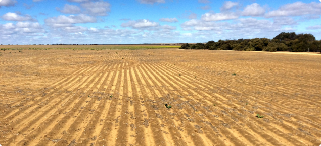 Photograph of a seeded canola crop in a dry season with poor germination