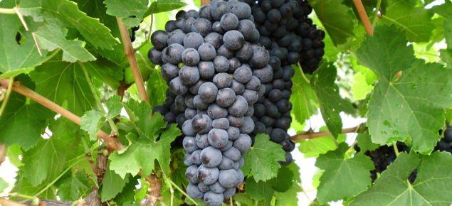 Durif wine grapes grown at Manjimup, WA