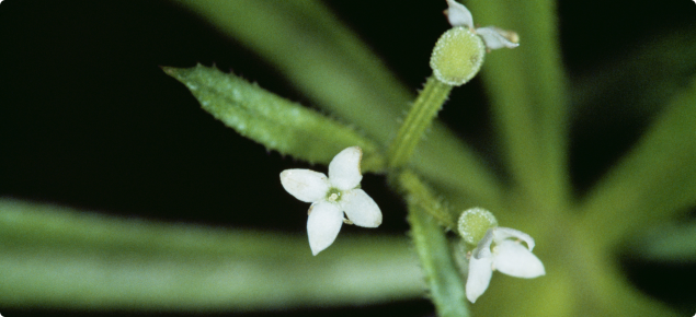 Three-horned bedstarw (galium tricornutum) flowers