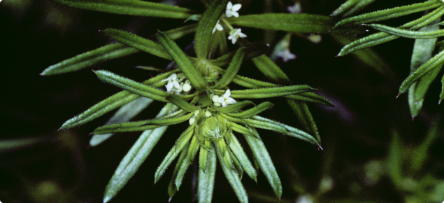 Three-horned bedstraw