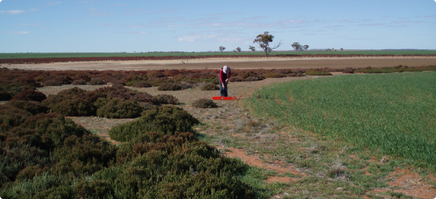 An operator is checking the salinity of soil using an EM38 machine which measures the electrical conductivity