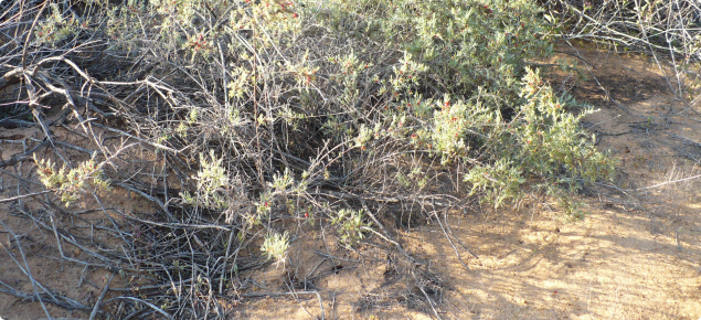 Ruby saltbush is an open, straggling shrub.