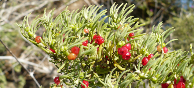 Ruby saltbush leaves and succulent fruits.