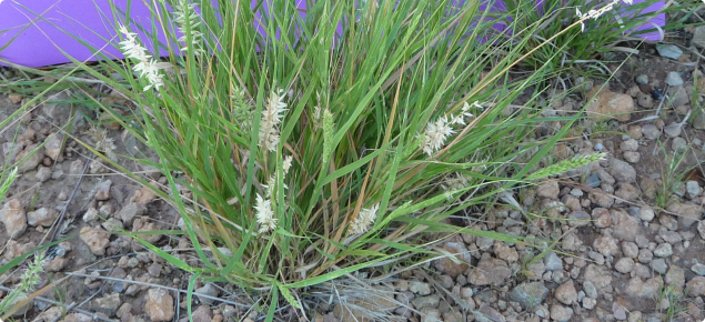 Limestone grass growing on gravelly soil in the early dry season.