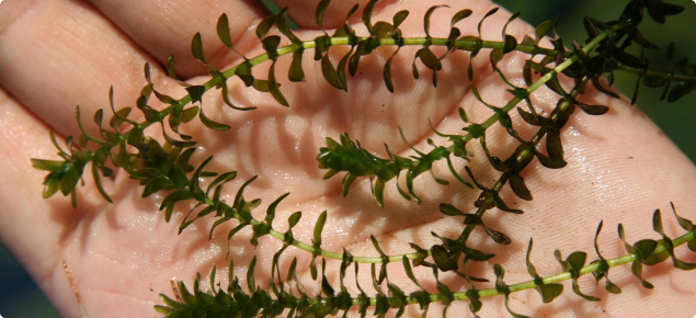 Canadian pond weed