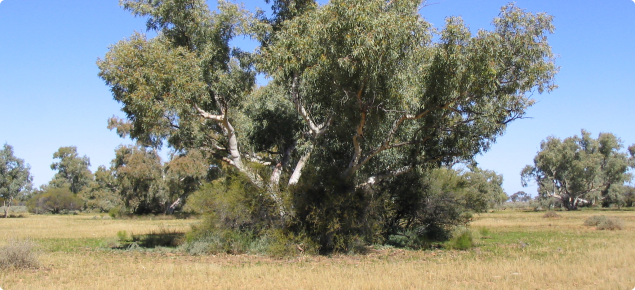 Eucalypt bush clumps on alluvial plain, Cyclops land system