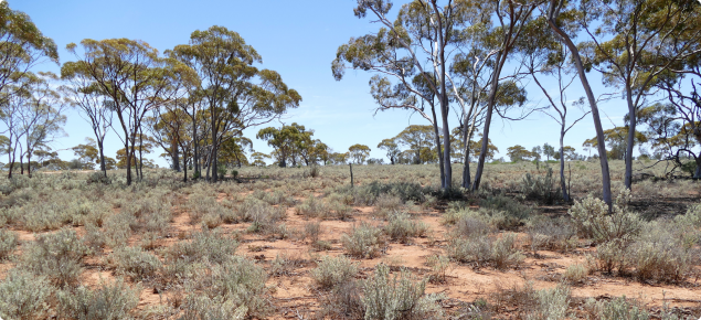 Photograph of eucalypt chenopod plain pastures in good condition in the southern rangelands
