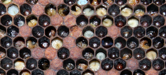Bee larvae infected with European Foulbrood.