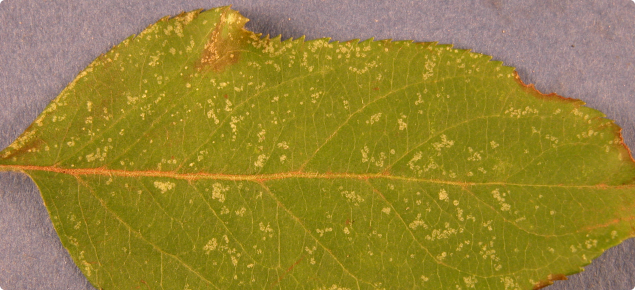 European red mite feeding damage of an apple leaf showing discolouration of leaf tissue