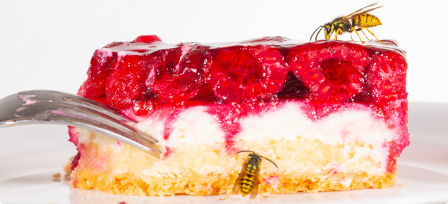 European wasps feeding on a raspberry cake