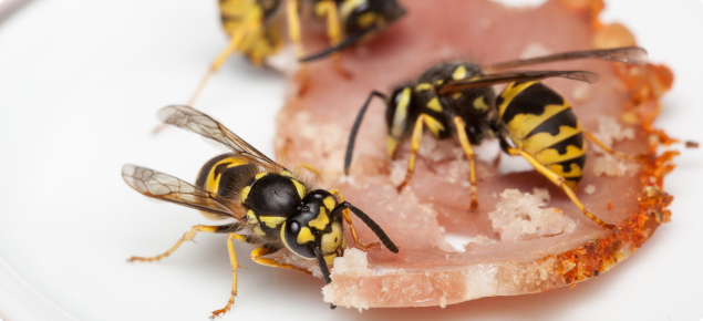 European wasps feeding on bacon 
