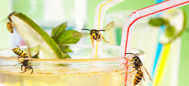 Black and yellow European wasps drinking from a cocktail