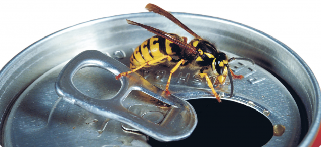 European wasp on Coke can