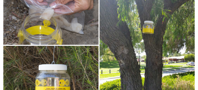 Fish lure being placed inside European wasp trap before hanging in street tree