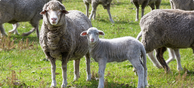ewe and lamb in paddock