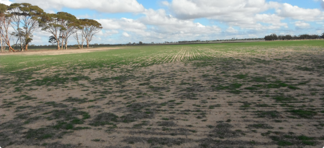 FOO too low and patchy for safe grazing