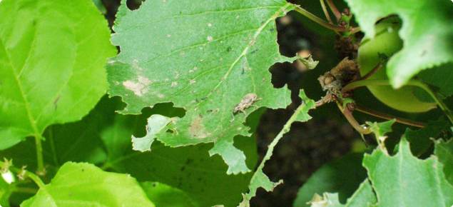Fuller's rose weevil adult and leaf damage on apricot trees