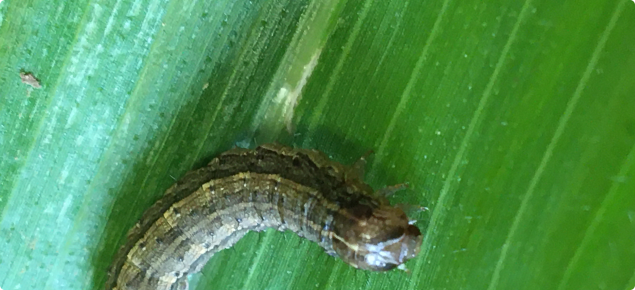 Fall armyworm larva