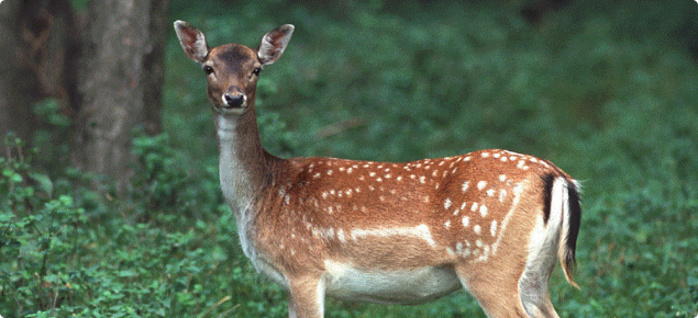 Female fallow deer