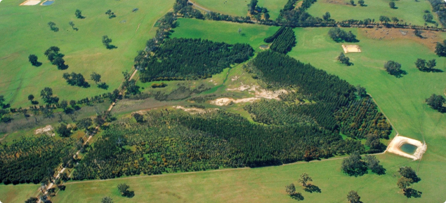 Farm forestry aerial photograph of permanent planting