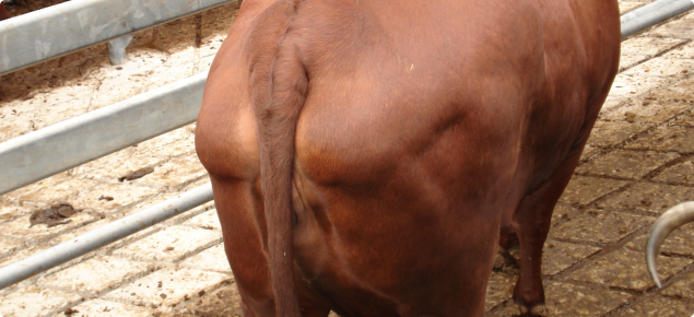 Picture showing the hind quarters of a cow with large fat deposits each side and above her tail.