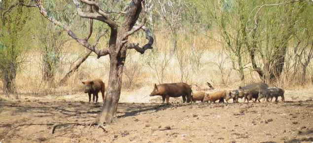 A family of feral pigs standing by a waterhole