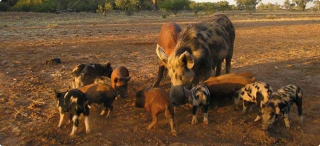 Feral pigs feeding at a bait station.