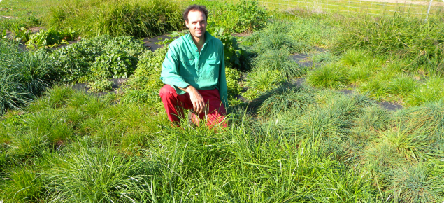 Three months of winter active Tall Fescue growth with farmer John Mottram at Manjimup WA. Photo taken prior to autumn pasture cuts at the beginning of June 2013
