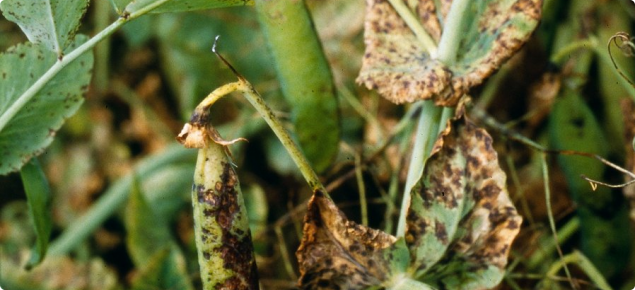 Spots on pods may coalesce to form large, sunken, purplish-black areas